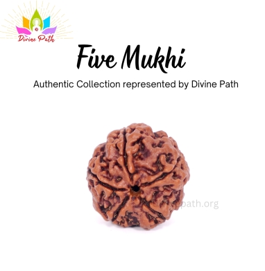 Five Mukhi Rudraksha Beads