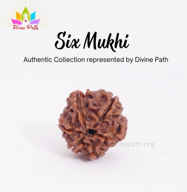 Six Mukhi Rudraksha Beads