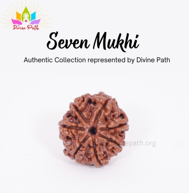 Seven Mukhi  Rudraksha Beads