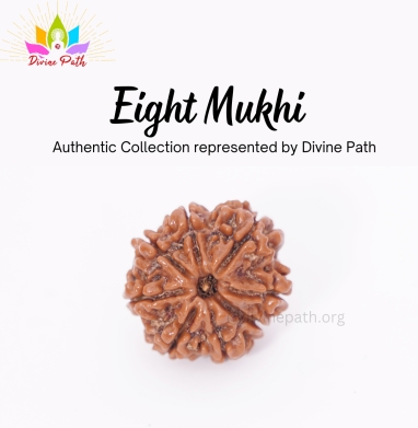Eight Mukhi  Rudraksha
