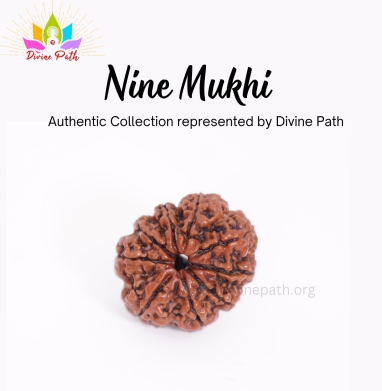 Nine Mukhi Small Rudraksha