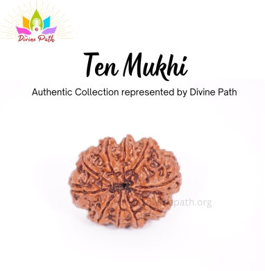 Ten Mukhi Small Rudraksha